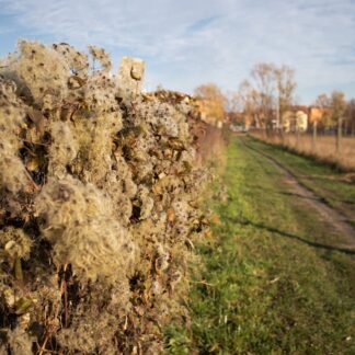 Organic Compression Socks